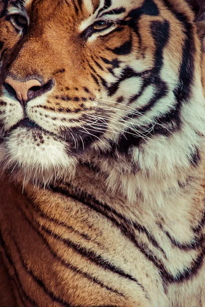 Κοντινό πλάνο ενός προσώπου τίγρεις. — Φωτογραφία Αρχείου