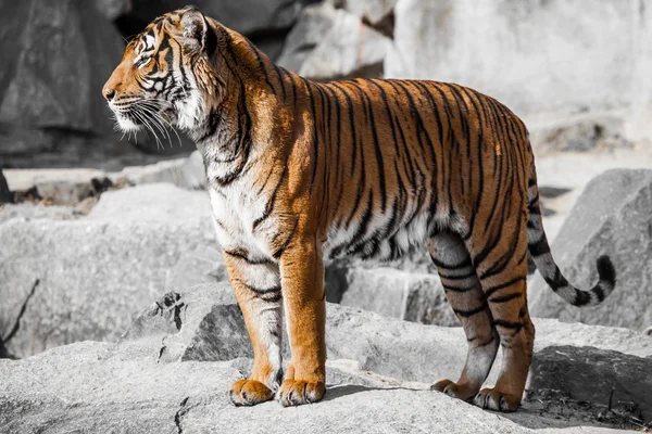 Primer plano de una cara de Tigres . —  Fotos de Stock