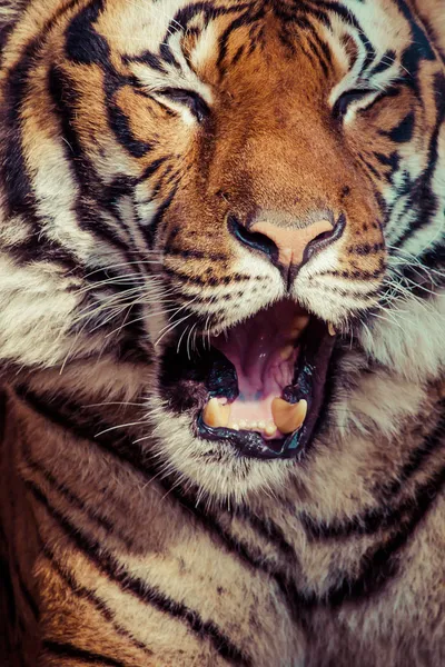 Close-up van een gezicht tijgers. — Stockfoto
