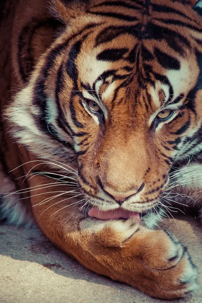 Close-up de um rosto de tigres . — Fotografia de Stock