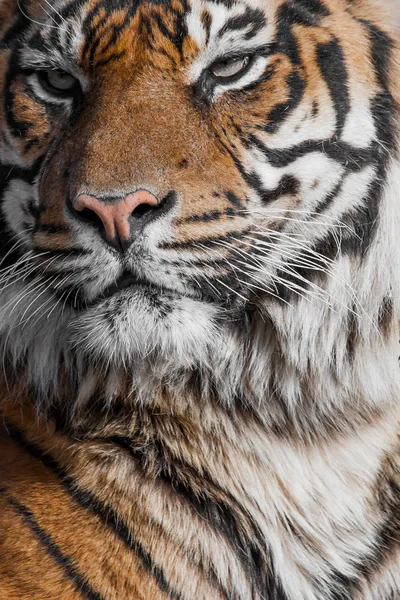 Zbliżenie twarzy tygrysy. — Zdjęcie stockowe