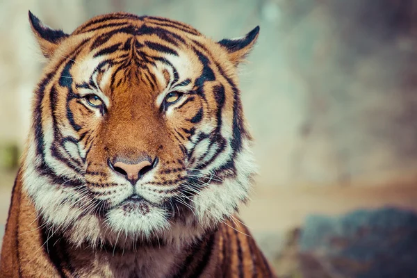 Primer plano de una cara de Tigres . —  Fotos de Stock