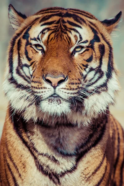 Primer plano de una cara de Tigres . — Foto de Stock