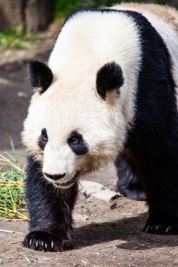 giand panda ayısı yürüyüş