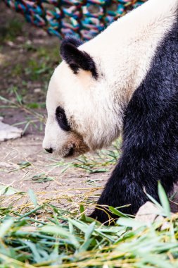 giand panda ayısı yürüyüş
