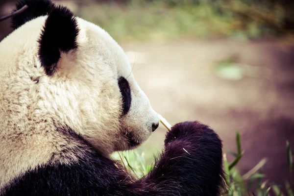 Giand panda urso comer bambu — Fotografia de Stock