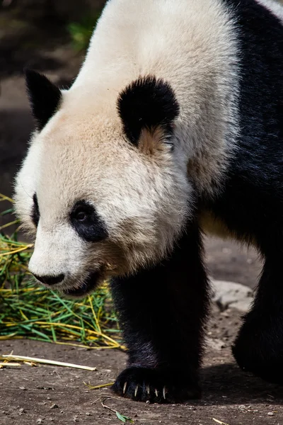 Giand panda bear promenader — Stockfoto