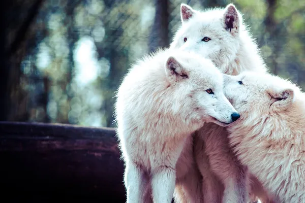 Witte Poolwolf — Stockfoto