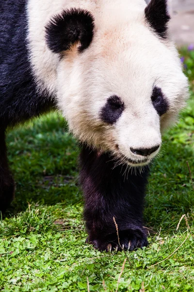 Giand panda bear promenader — Stockfoto