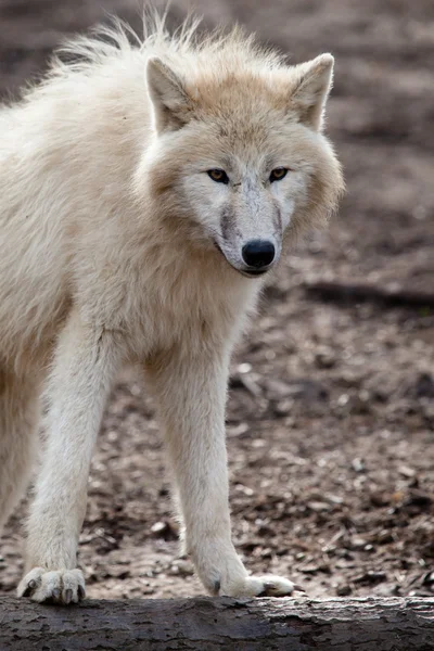 Arktischer Weißer Wolf — Stockfoto