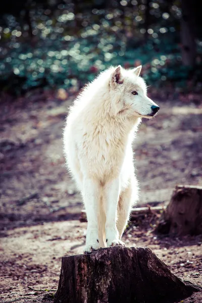 Lupo bianco artico — Foto Stock