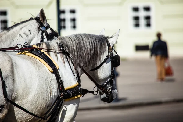 Carruaje Fiaker tradicional tirado por caballos en el famoso Palacio de Hofburg en Viena, Austria —  Fotos de Stock