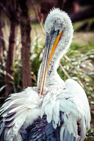 Un pellicano seduto sull'erba . — Foto Stock