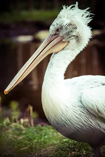 Un pélican assis sur l'herbe . — Photo