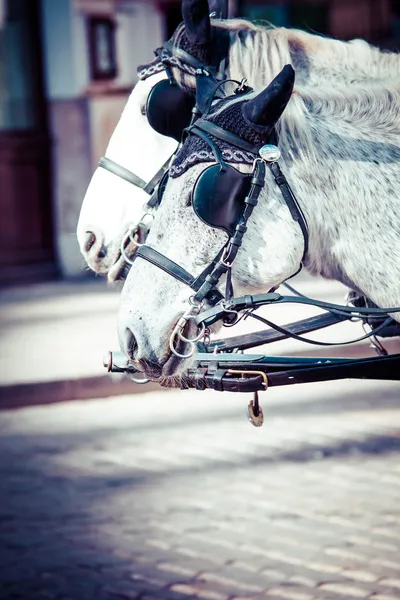 Carruaje Fiaker tradicional tirado por caballos en el famoso Palacio de Hofburg en Viena, Austria — Foto de Stock