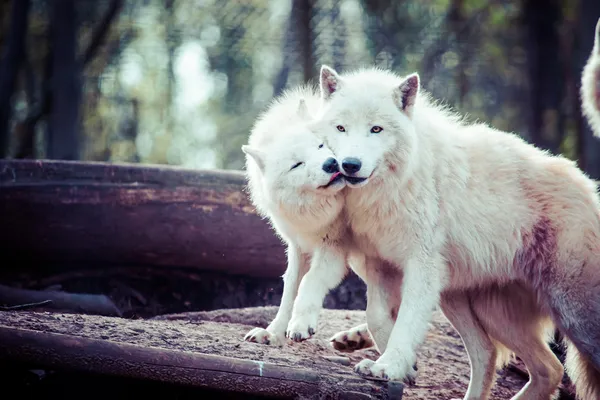 Witte Poolwolf — Stockfoto