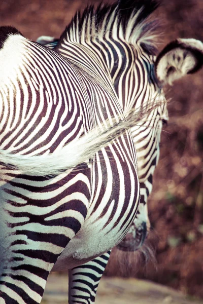 Zebra, Serengeti Milli Parkı, Tanzanya, Doğu Afrika — Stok fotoğraf