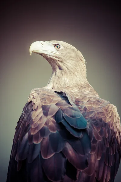 Adler aus nächster Nähe — Stockfoto