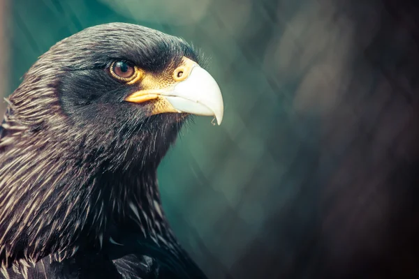 Águila de cerca — Foto de Stock