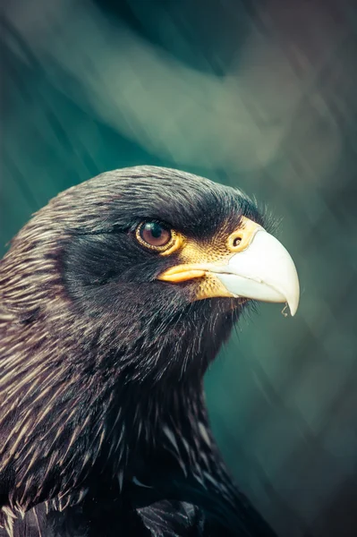 Águila de cerca — Foto de Stock