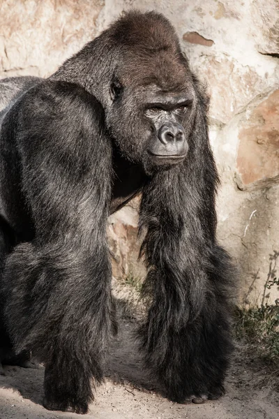 Ritratto facciale di un gorilla maschio — Foto Stock