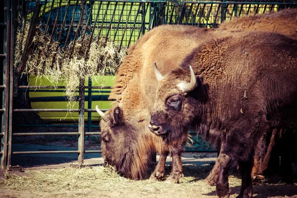 Manada de bisontes americanos (bisontes) o búfalos — Foto de Stock
