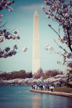 Washington dc kiraz çiçeği ile göl ve washington Anıtı. 