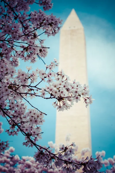 Washington dc cherry blossom met lake en washington monument. — Stockfoto