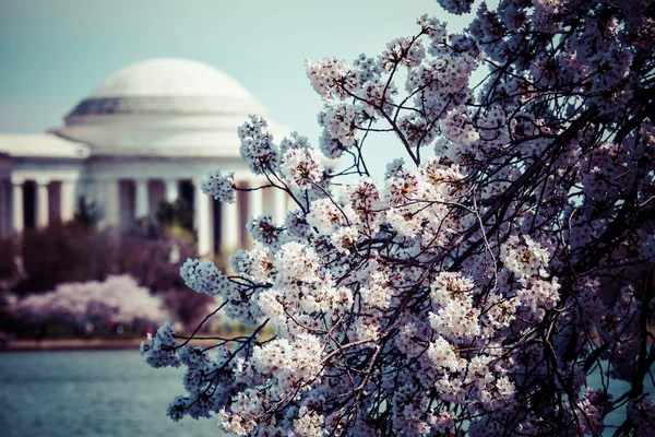 Różowe wiśniowe kwiaty na wiosnę kadrowanie w jefferson memorial w Waszyngtonie — Zdjęcie stockowe