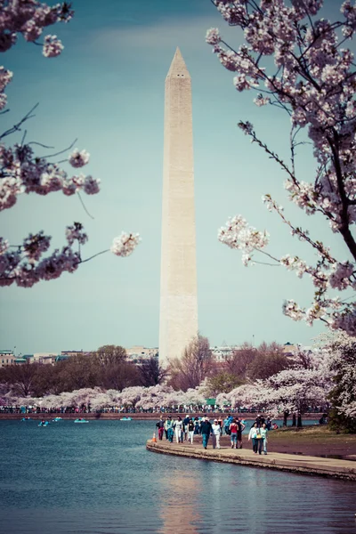 Вашингтон dc вишня цвітіння з озера і Вашингтоні пам'ятника. — стокове фото