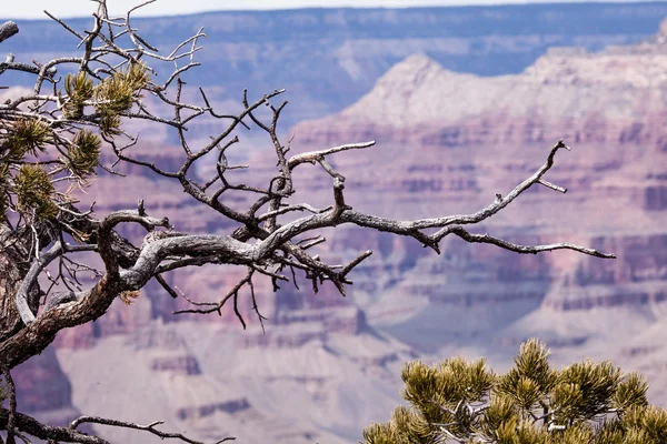 Grand Canyon Nationaal Park, Arizona — Stockfoto