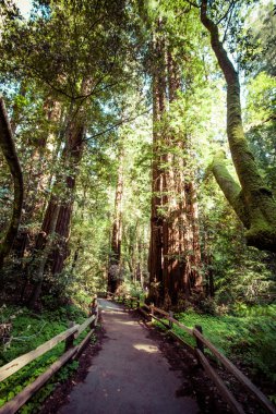Redwood Milli Parkı Kaliforniya, ABD 