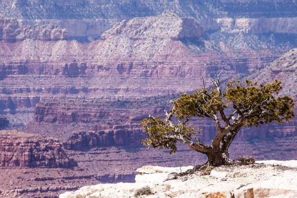 Grand Canyon Nationalpark, Arizoan, USA — Stockfoto
