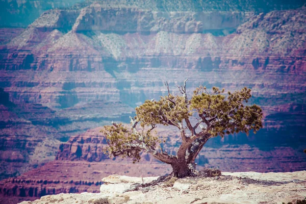 Grand Canyon Nationalpark, Arizoan, USA — Stockfoto