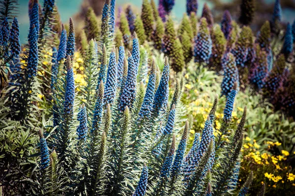 Поле синих цветов и солнца — стоковое фото