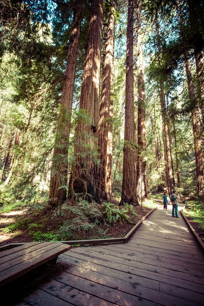 Redwood nationalpark i Kalifornien, usa — Stockfoto