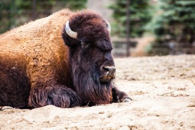 Amerikan bizonu (bizon bizon) veya Buffalo 