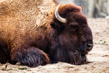 Amerikan bizonu (bizon bizon) veya Buffalo 