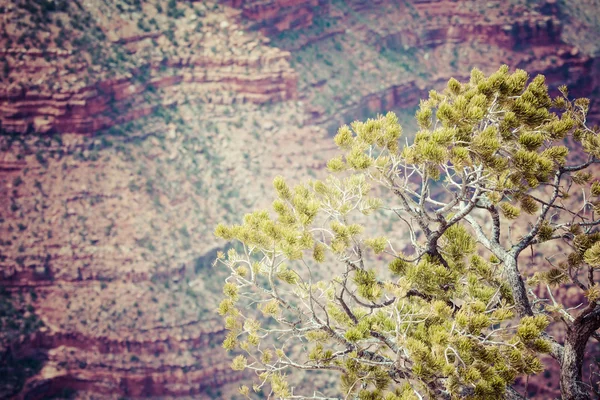 グランドキャニオン国立公園アリゾナ州 — ストック写真
