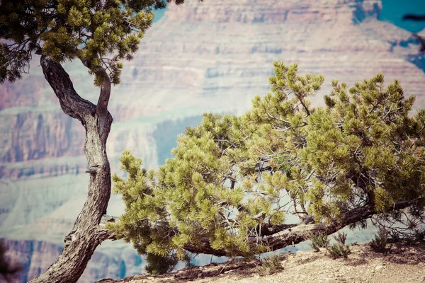 Grand Canyon National Park, Arizona — Stock fotografie