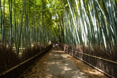 arashiyama dağ kyoto Japonya ünlü landmark bambu ormanı ile turist için 