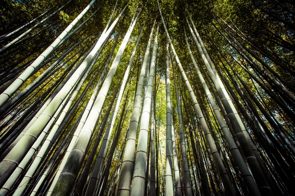 嵐山山京都竹の森を持つツーリストのための有名なランドマーク — ストック写真