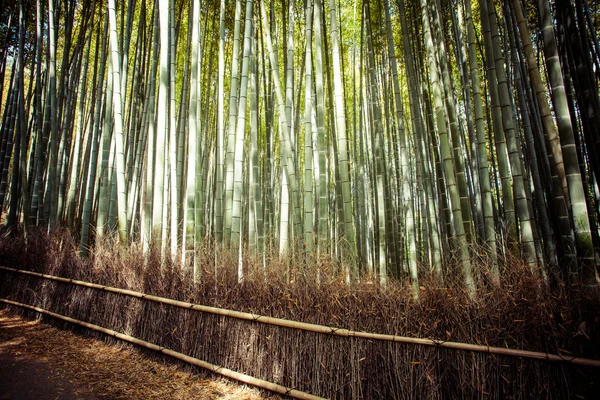 Shee berg kyoto japan beroemde bezienswaardigheid voor toeristische met bamboebos — Stockfoto