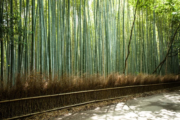 arashiyama dağ kyoto Japonya ünlü landmark bambu ormanı ile turist için 