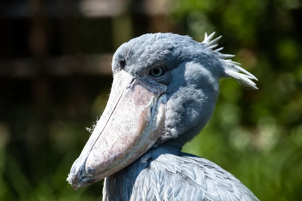 Schuhschnabel, abu markub (balaeniceps rex)) — Stockfoto