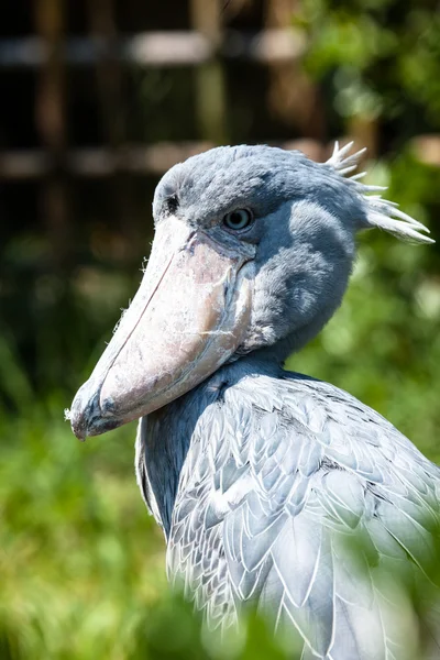 Schuhschnabel, abu markub (balaeniceps rex)) — Stockfoto