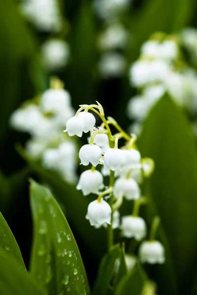 Lírio do vale flores com gotas de água no fundo verde. Convallaria majalis — Fotografia de Stock