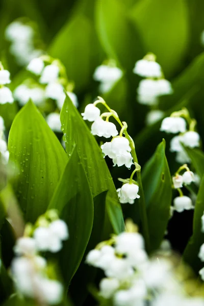 Konvalinka květy s vodou kapky na zeleném pozadí. Convallaria majalis — Stock fotografie