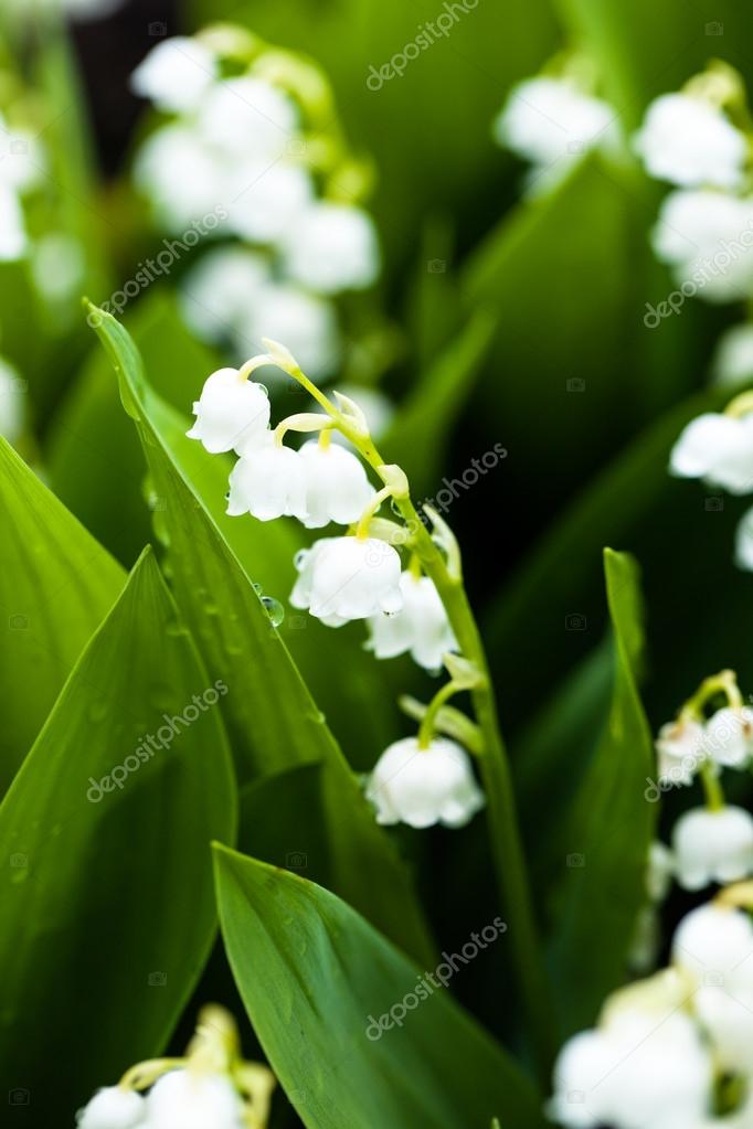 Lily of the valley flowers with water drops on green background. Convallaria majalis