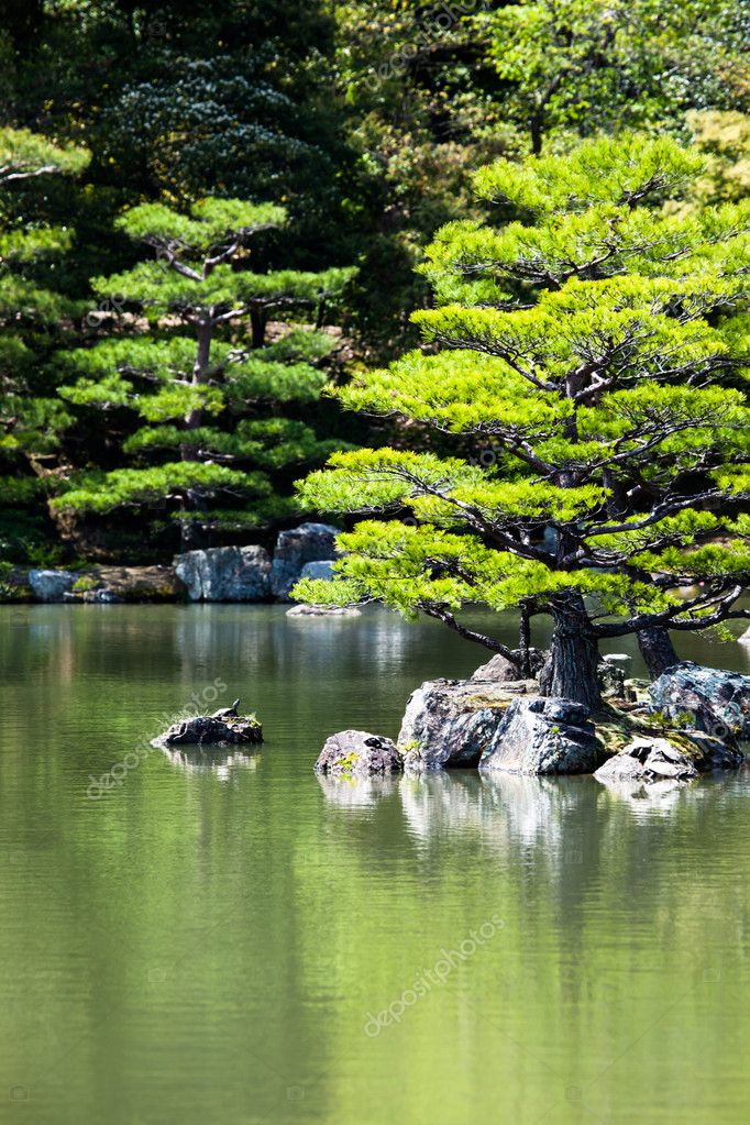 在金阁寺公园 京都的日本禅宗花园 图库照片 C Curioso Travel Photography